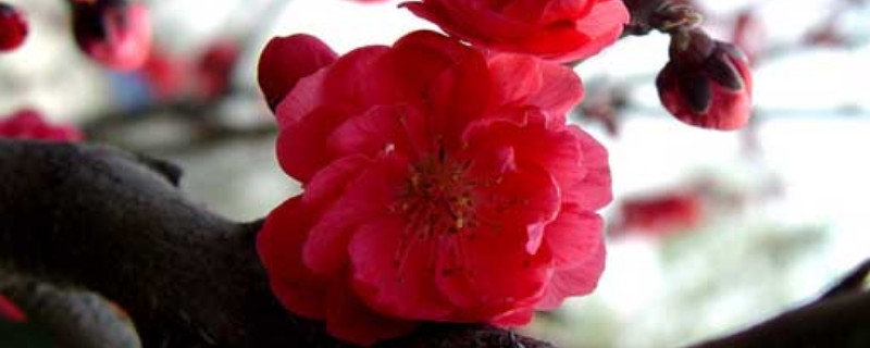 梅花扦插方法 梅枝如何扦插