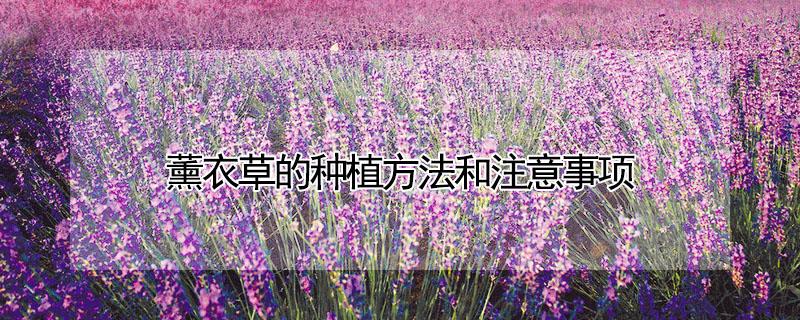 薰衣草的种植方法和注意事项 薰衣草栽植方法