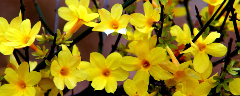 春天开花的植物有哪些 春天开花的植物有哪些植物