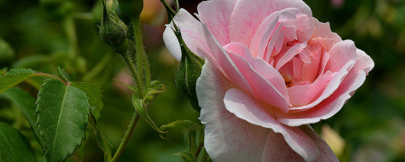 蔷薇花有什么特点 蔷薇花有什么特点,蔷薇花的花语