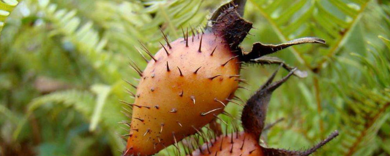 金樱子是蔷薇花的种子吗 金樱子的来源是蔷薇科植物金樱子的