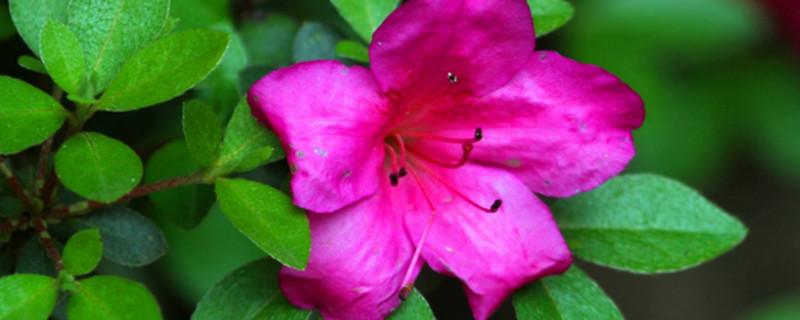 杜鹃花换盆原土用弄掉吗(杜鹃花移盆需要去掉原土吗)