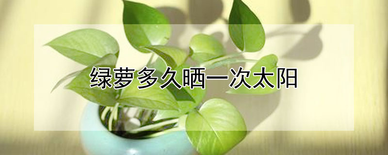 绿萝多久晒一次太阳 绿萝一天要晒多少小时