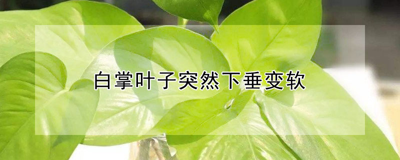 白掌叶子突然下垂变软（白掌叶子下垂变软是怎么回事）