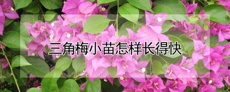 三角梅小苗怎样长得快 三角梅小苗怎样长得快视频