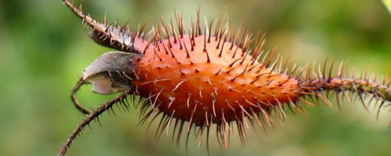 金樱子和刺梨子的区别（金樱子与刺梨果的区别）