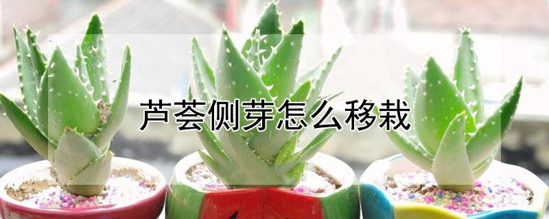 芦荟侧芽怎么移栽（芦荟怎么移植幼芽）
