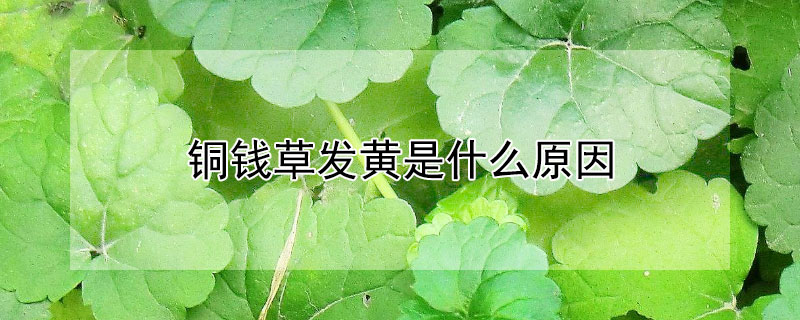 铜钱草发黄是什么原因（铜钱草叶发黄是什么原因）
