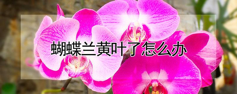 蝴蝶兰黄叶了怎么办 蝴蝶兰黄叶怎么回事