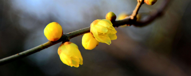 腊梅能插活吗（腊梅能不能扦插活）