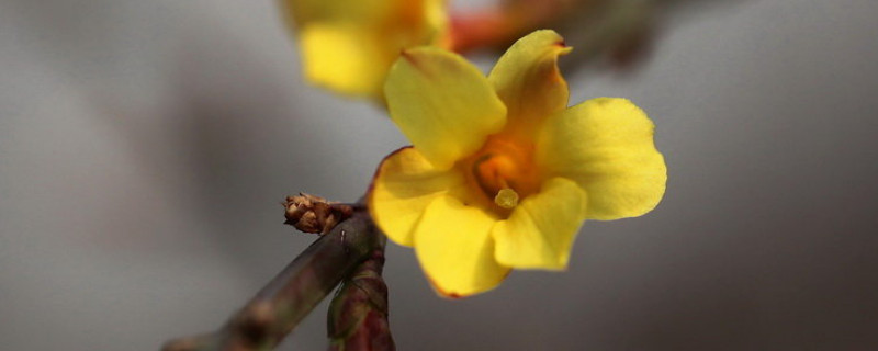 迎春花和桃花哪个先开 迎春花和桃花哪个先开?