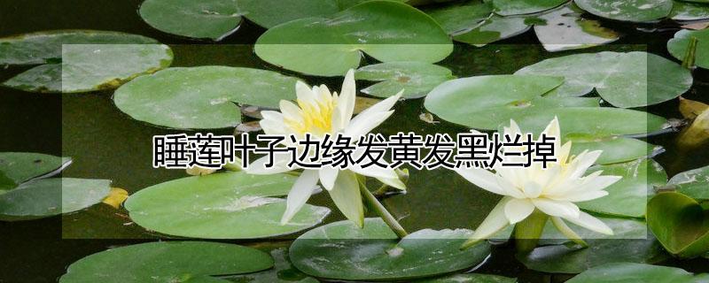 睡莲叶子边缘发黄发黑烂掉(睡莲叶子发黄发黑是什么原因)
