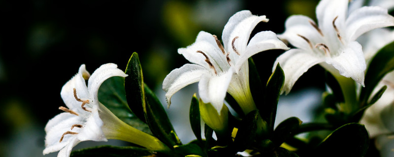 盆栽六月雪用什么土好（六月雪盆景用什么土好）