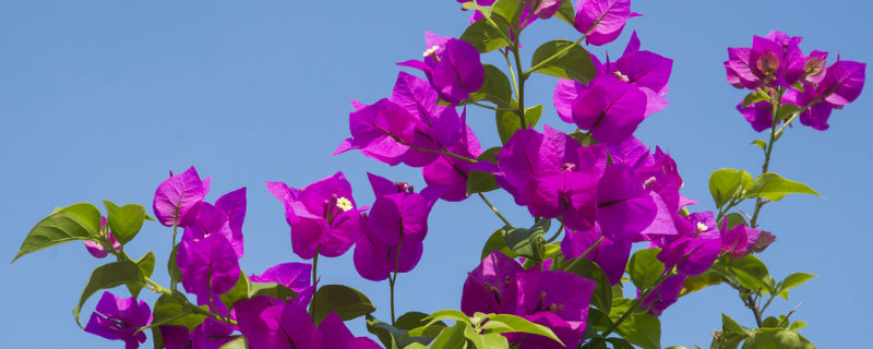 三角梅能晒太阳吗 三角梅可以直接晒太阳吗