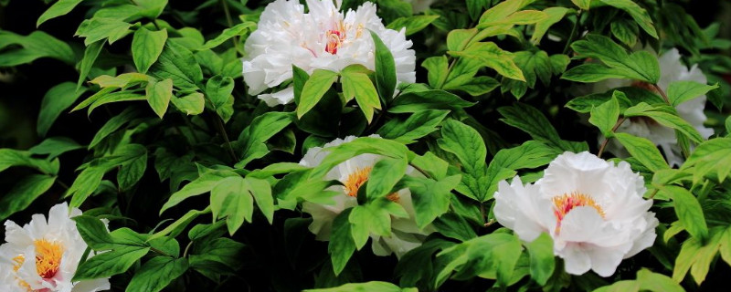 牡丹花在什么时间开花（牡丹花在什么时间开花晚上还是早上几点中开花）