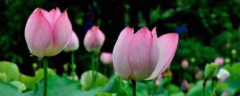 荷花苗种植方法和时间 荷花幼苗怎么栽植