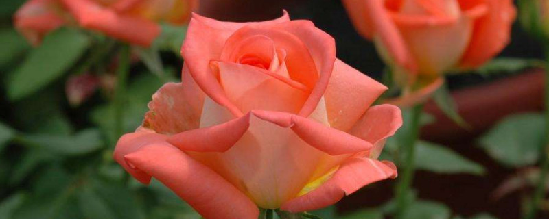 玫瑰杆子发黑怎么办 玫瑰杆发黑是怎么回事