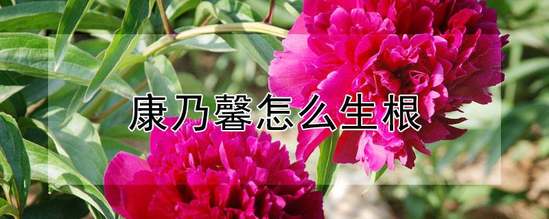 康乃馨怎么生根（水培康乃馨怎么生根）