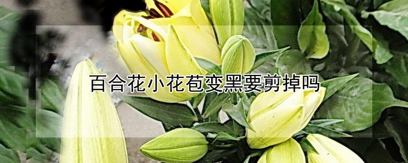 百合花小花苞变黑要剪掉吗(百合花苞发黑还能开花吗)
