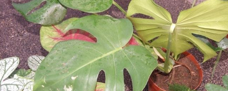 龟背竹的繁殖方法 龟背竹的养殖方法和注意事项图片