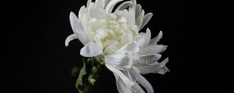 菊花扦插时间和方法 菊花扦插时间和方法图片菊花花蕾图