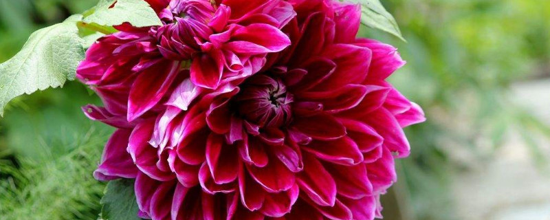 太阳菊鲜花怎么养 太阳菊如何养在花瓶里