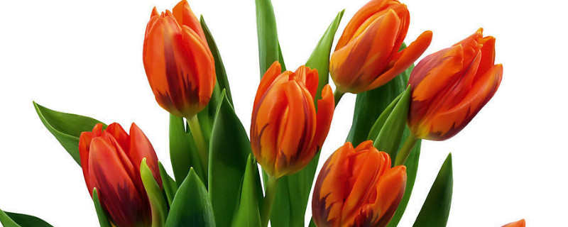 郁金香为什么不能放卧室（郁金香房间能放吗）