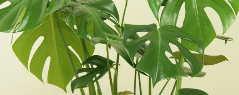 龟背竹的根都长到外面了怎么办 龟背竹为什么根长在外面了?