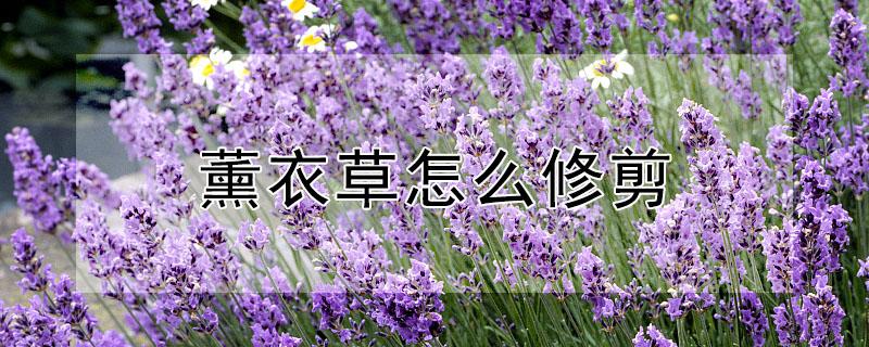 薰衣草怎么修剪(羽叶薰衣草怎么修剪)