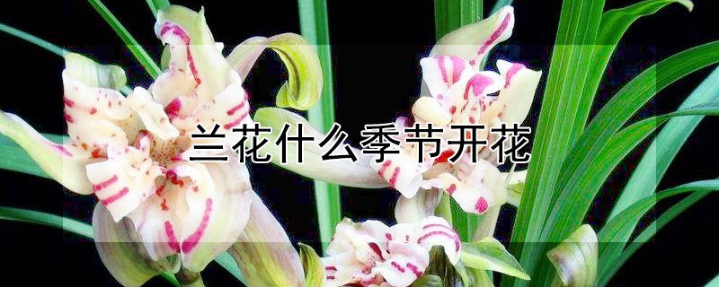 兰花什么季节开花（白玉兰花什么季节开花）