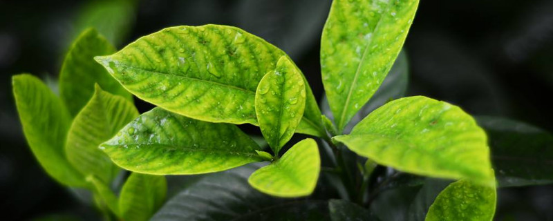 栀子花快死怎么救（快枯萎的栀子花怎么救活）