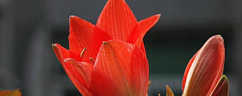 朱顶红几月份开花(朱顶红几月份开花花期多长时间)