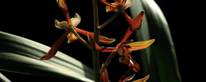 墨兰花剑枯萎了怎么办（墨兰花剑枯萎后还能新发吗）