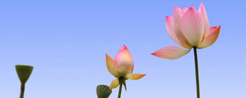 荷花不开花有莲藕吗（莲藕为什么不开荷花）