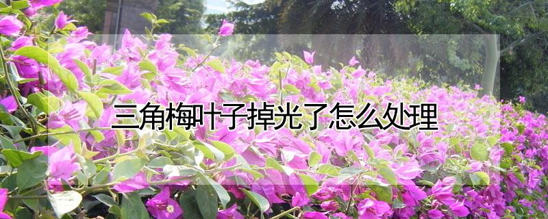 三角梅叶子掉光了怎么处理(三角梅叶子掉光了怎么处理夏天)