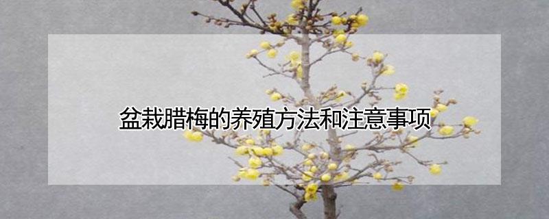 盆栽腊梅的养殖方法和注意事项（腊梅的栽植与养护）