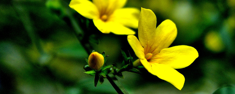 迎春花春天种大概什么时候开花（迎春花什么时辰开花）