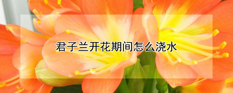 君子兰开花期间怎么浇水 君子兰开花期间怎么浇水视频