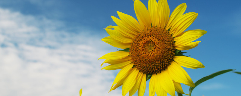 向日葵种子要泡吗(向日葵种子泡多久就可以种了)