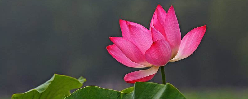 荷花和莲花有什么区别 莲花和荷花有啥区别?