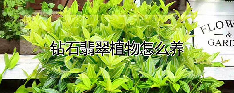 钻石翡翠植物怎么养 钻石翡翠植物怎么养会爬藤吗