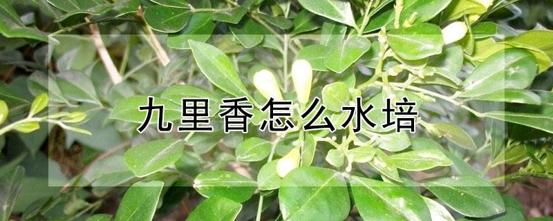 九里香怎么水培（九里香如何水培）