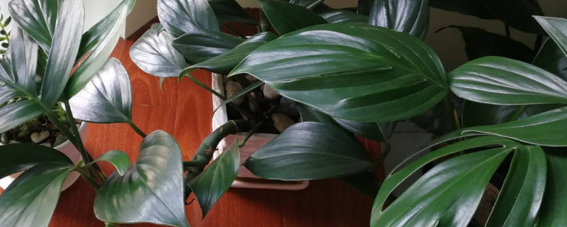 龟背竹有几个品种（龟背竹有几个品种图片）