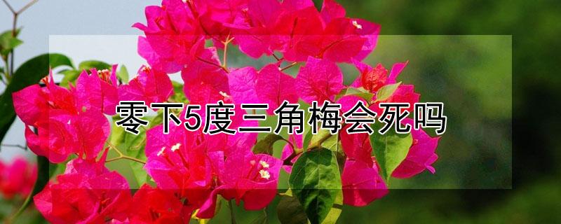 零下5度三角梅会死吗(三角梅5度会不会死)