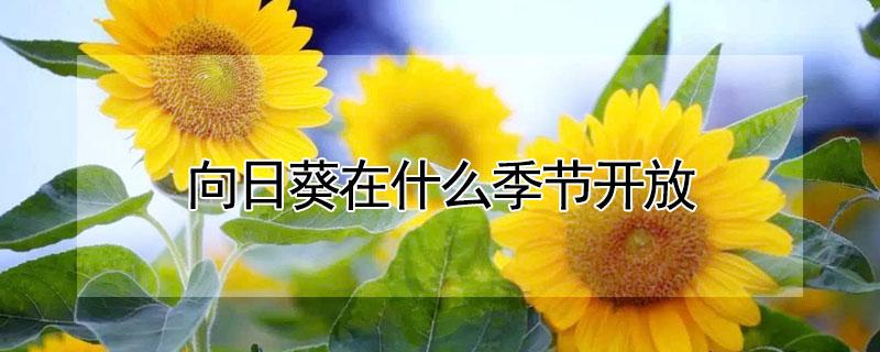 向日葵在什么季节开放（向日葵在什么季节开放也在几月份文字）