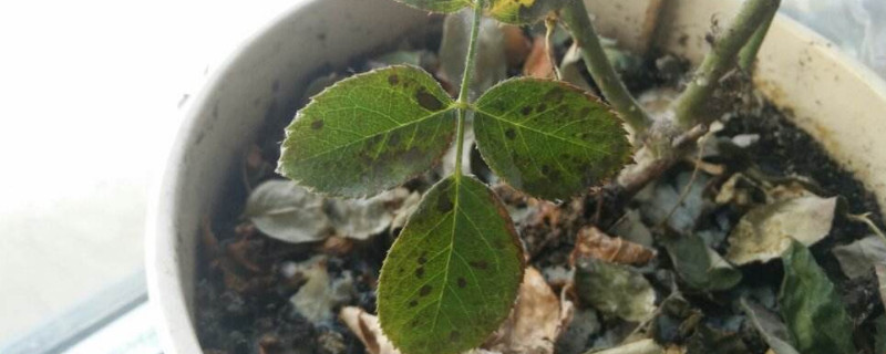 月季花叶子枯萎怎么办(月季花叶子枯萎怎么办是怎么回事)