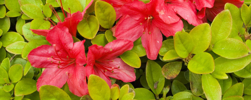 杜鹃花如何养护（杜鹃花如何养护管理?）