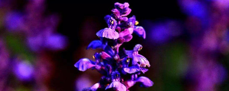 大面积薰衣草种植方法 薰衣草种植园