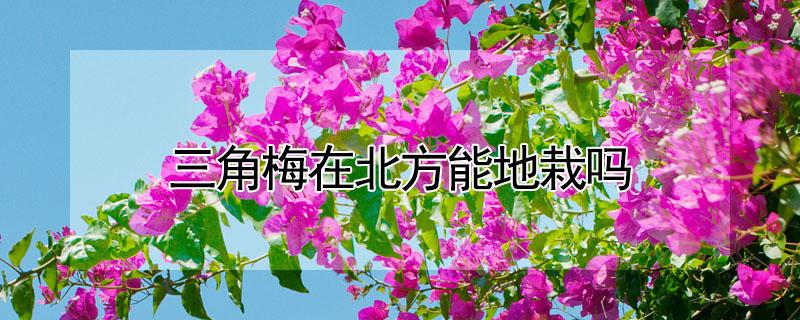 三角梅在北方能地栽吗（三角梅可以在北方室外生长吗）