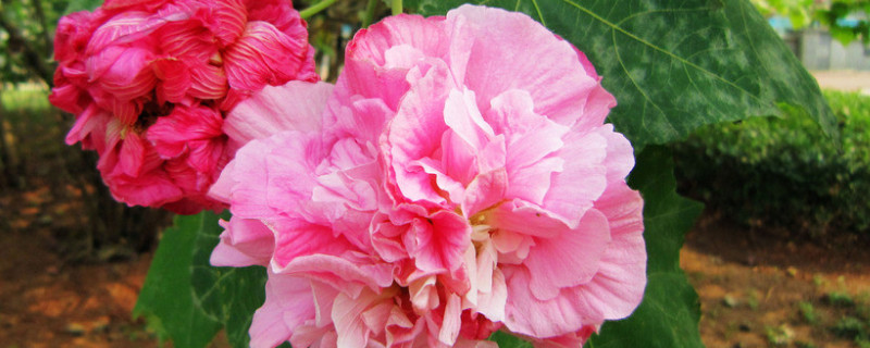 芙蓉花的茎变黑怎么办（芙蓉花骨朵茎变黑）